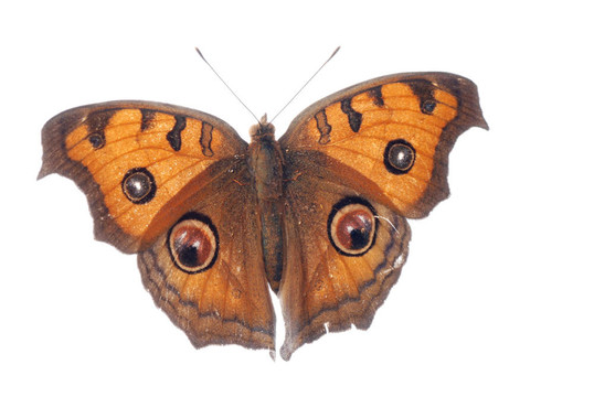 孔雀三色堇蝴蝶；Junonia almana