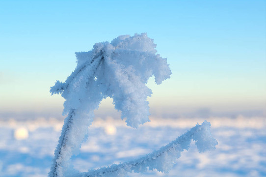 Frozenned flower的冬景。