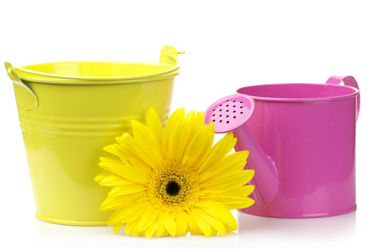 水桶噴壺、非洲菊；