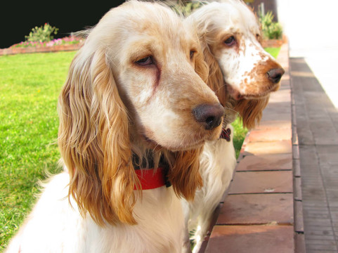 Cocker獵犬的小狗