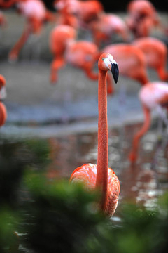 美洲紅鸛（Phoenicopterus ruber）
