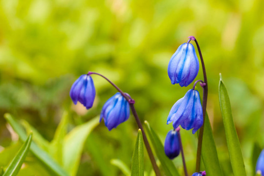 西伯利亞蝦蛄（Scilla siberica）