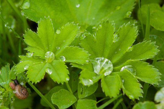 植物上的水滴