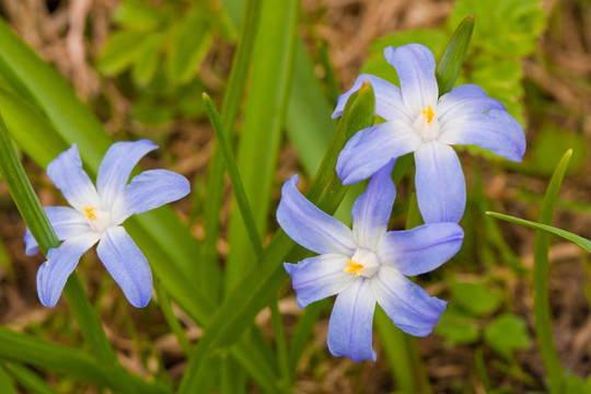 西伯利亞蝦蛄（Scilla siberica）