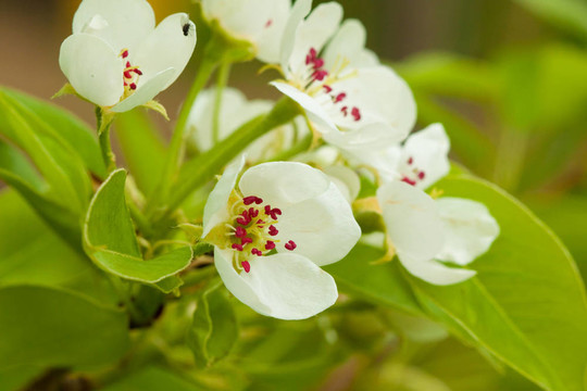 蘋果樹的花