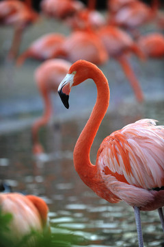 火烈鳥(niǎo).