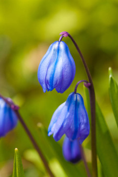 西伯利亞蝦蛄（Scilla siberica）