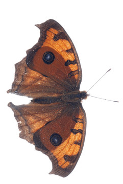 孔雀三色堇蝴蝶；Junonia almana