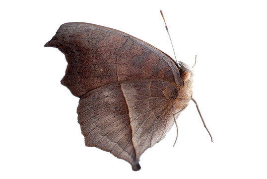 孔雀三色堇蝴蝶；Junonia almana