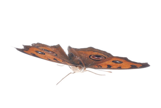孔雀三色堇蝴蝶；Junonia almana