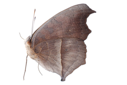 孔雀三色堇蝴蝶；Junonia almana