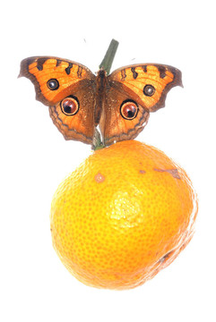 在橙色的蝴蝶