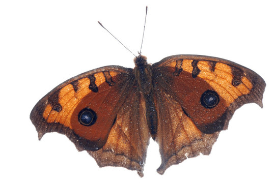 孔雀三色堇蝴蝶；Junonia almana