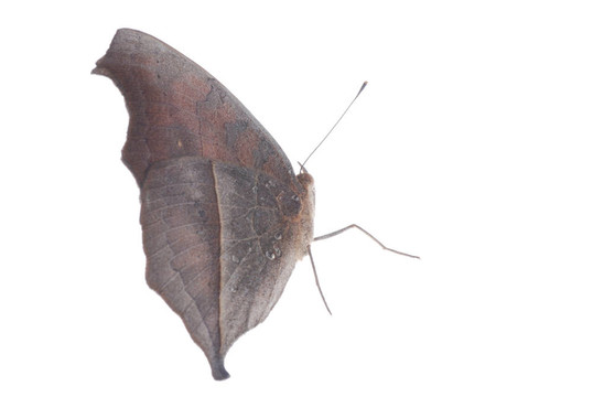 孔雀三色堇蝴蝶；Junonia almana
