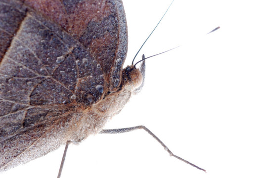 孔雀三色堇蝴蝶；Junonia almana