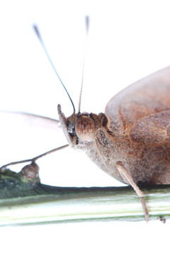 孔雀三色堇蝴蝶；Junonia almana