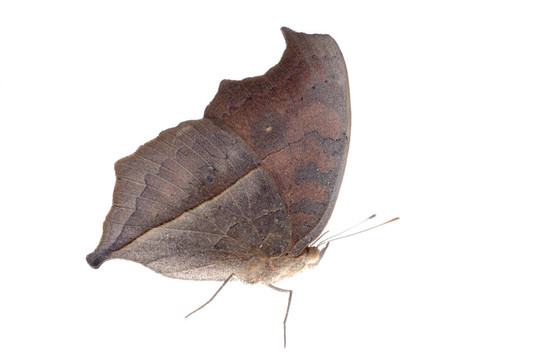 孔雀三色堇蝴蝶；Junonia almana