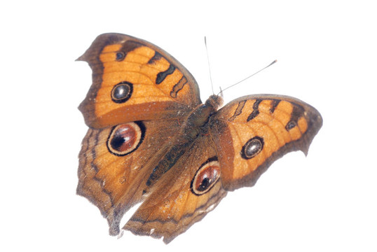 孔雀三色堇蝴蝶飛；Junonia almana