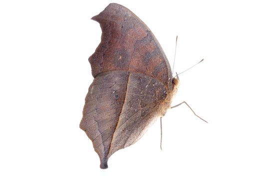 孔雀三色堇蝴蝶；Junonia almana
