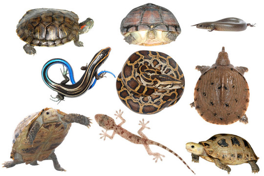 野生動物收藏爬行動物