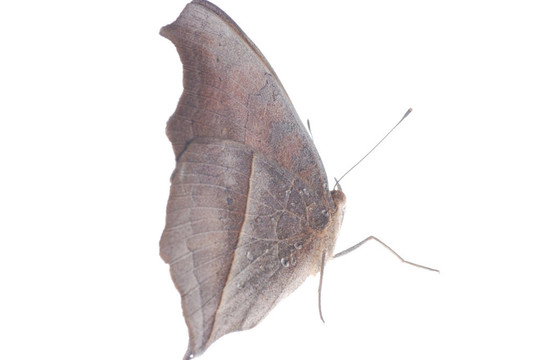 孔雀三色堇蝴蝶；Junonia almana
