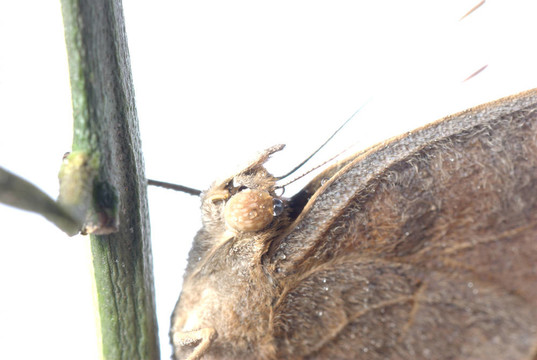 孔雀三色堇蝴蝶；Junonia almana