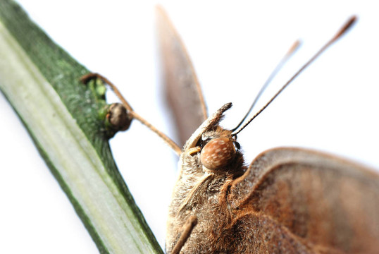 孔雀三色堇蝴蝶；Junonia almana