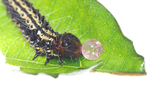 蝴蝶卡特彼勒