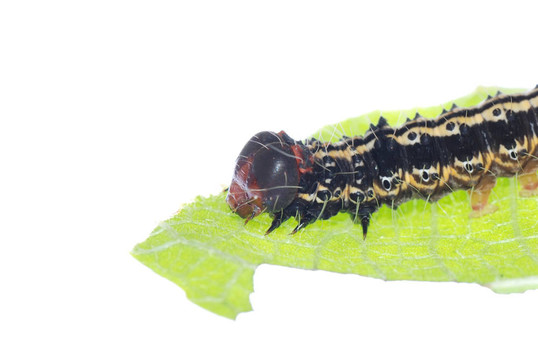 綠葉卡特彼勒