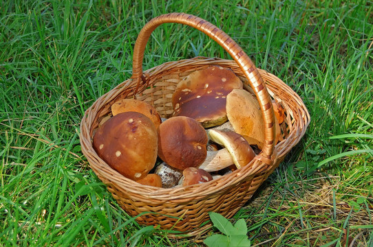 籃子里有蘑菇