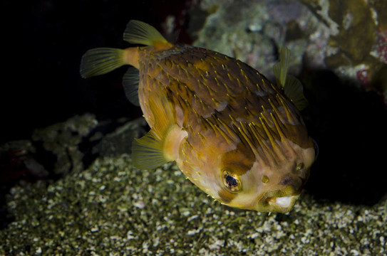 豐富多彩的yelowspotted魚