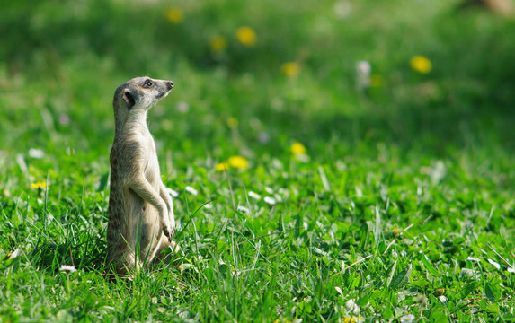 在綠色的草地meercat