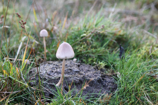 Dung Cap mushroom。
