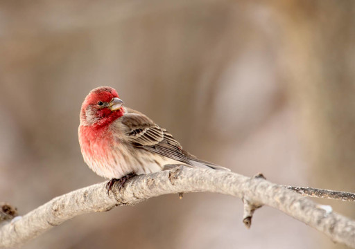 房子雀；Carpodacus mexicanus