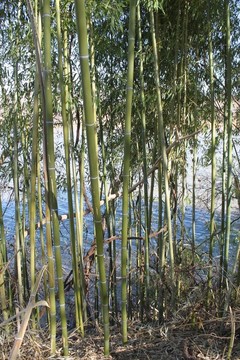 河上的竹稈