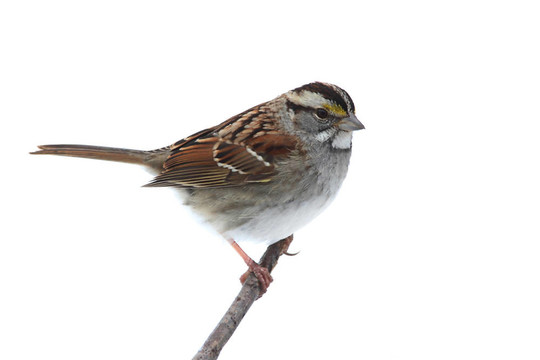 白頷麻雀（Zonotrichia albicollis）