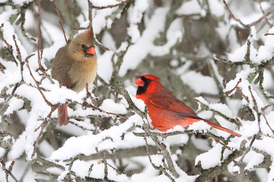 紅衣主教在雪