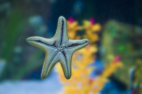 海星