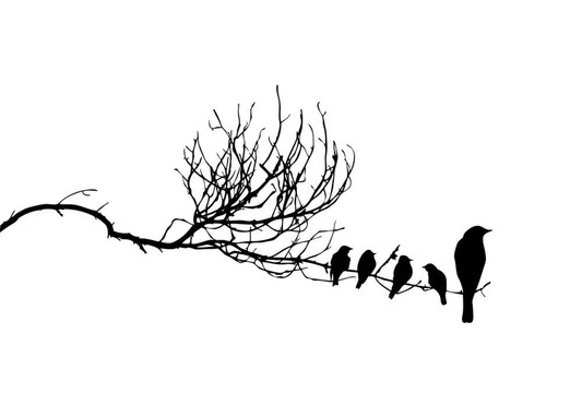 樹枝上的鳥類剪影圖