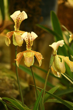 黃蘭；Paphiopedilum