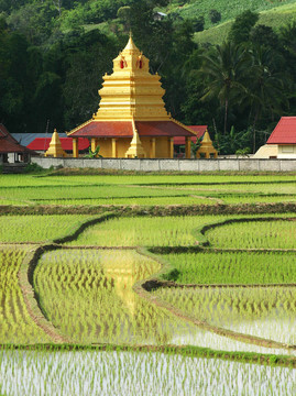 美麗的泰國寺廟和稻田。