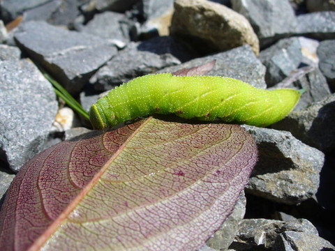 綠色卡特彼勒去