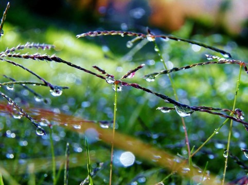 雨點(diǎn)落在草地
