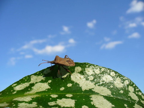 甲蟲(chóng)在葉