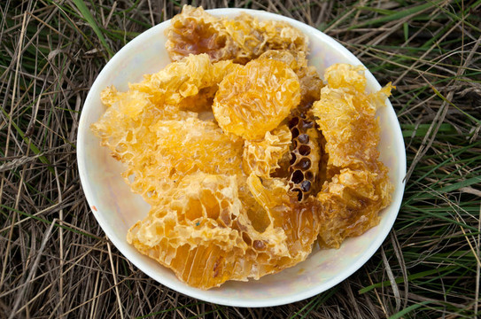 在戶外的花園在蜂巢的蜜蜂蜂蜜
