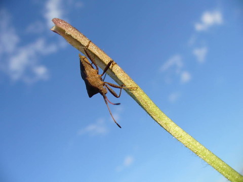 莖上的甲蟲(chóng)