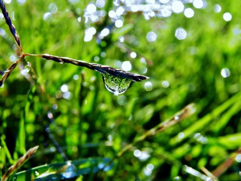 雨點(diǎn)落在草地
