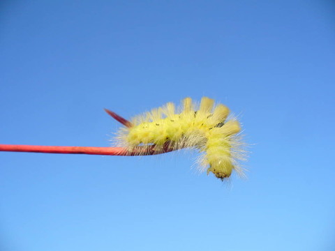 紅莖上的黃色卡特彼勒