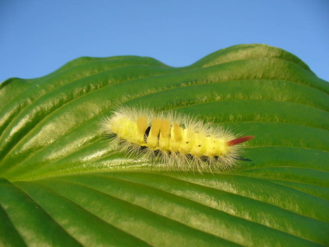 黃河綠葉卡特彼勒