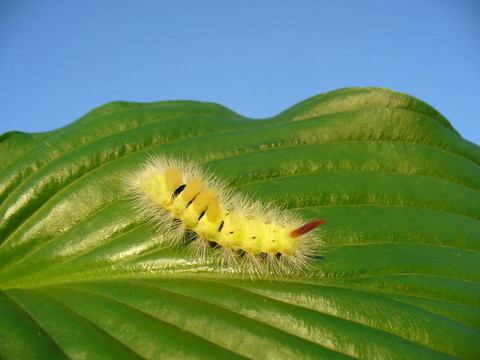 黃河綠葉卡特彼勒